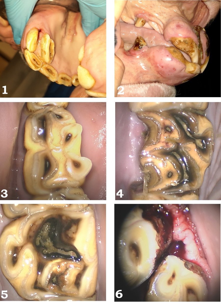 Foto-1_verschillende-tandprobemen_met-cijfers