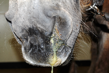 Paard-sinusitis Paard-sinusitis